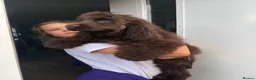 Cocker Spaniel dogs for sale: Bear looking for a new family  - Advert 1