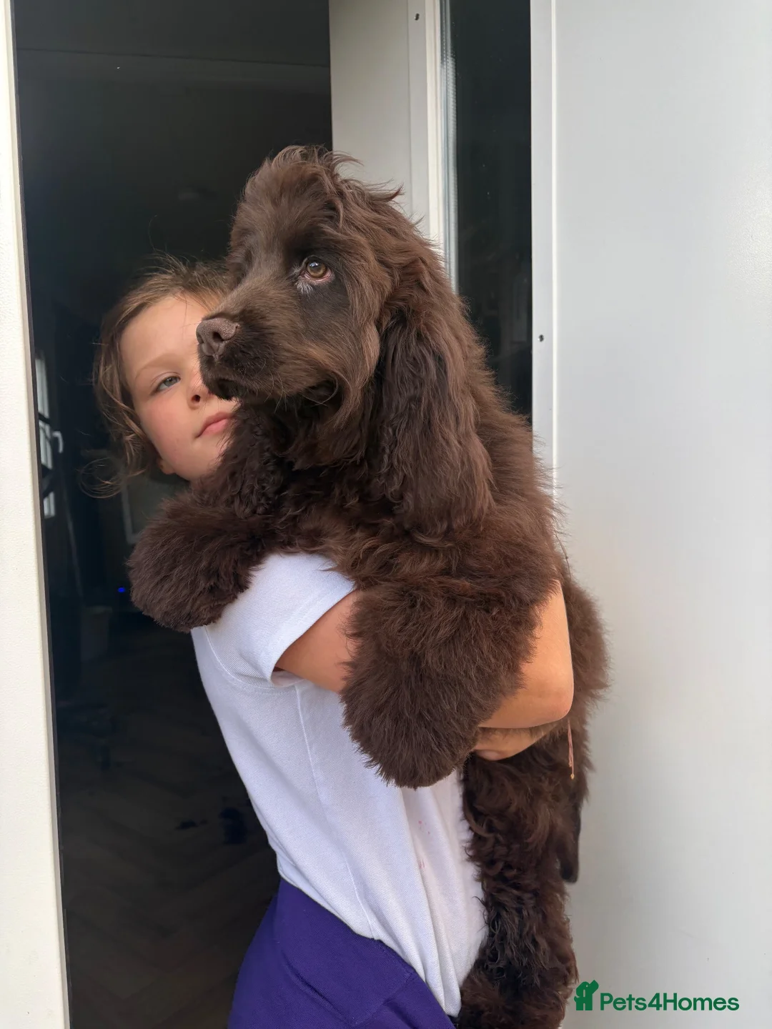 Cocker Spaniel dogs for sale: Bear looking for a new family  - Advert 1