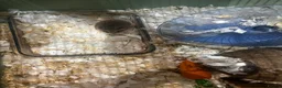Hamster rodents for sale: Roborovski hamster  in Huddersfield - Advert 1