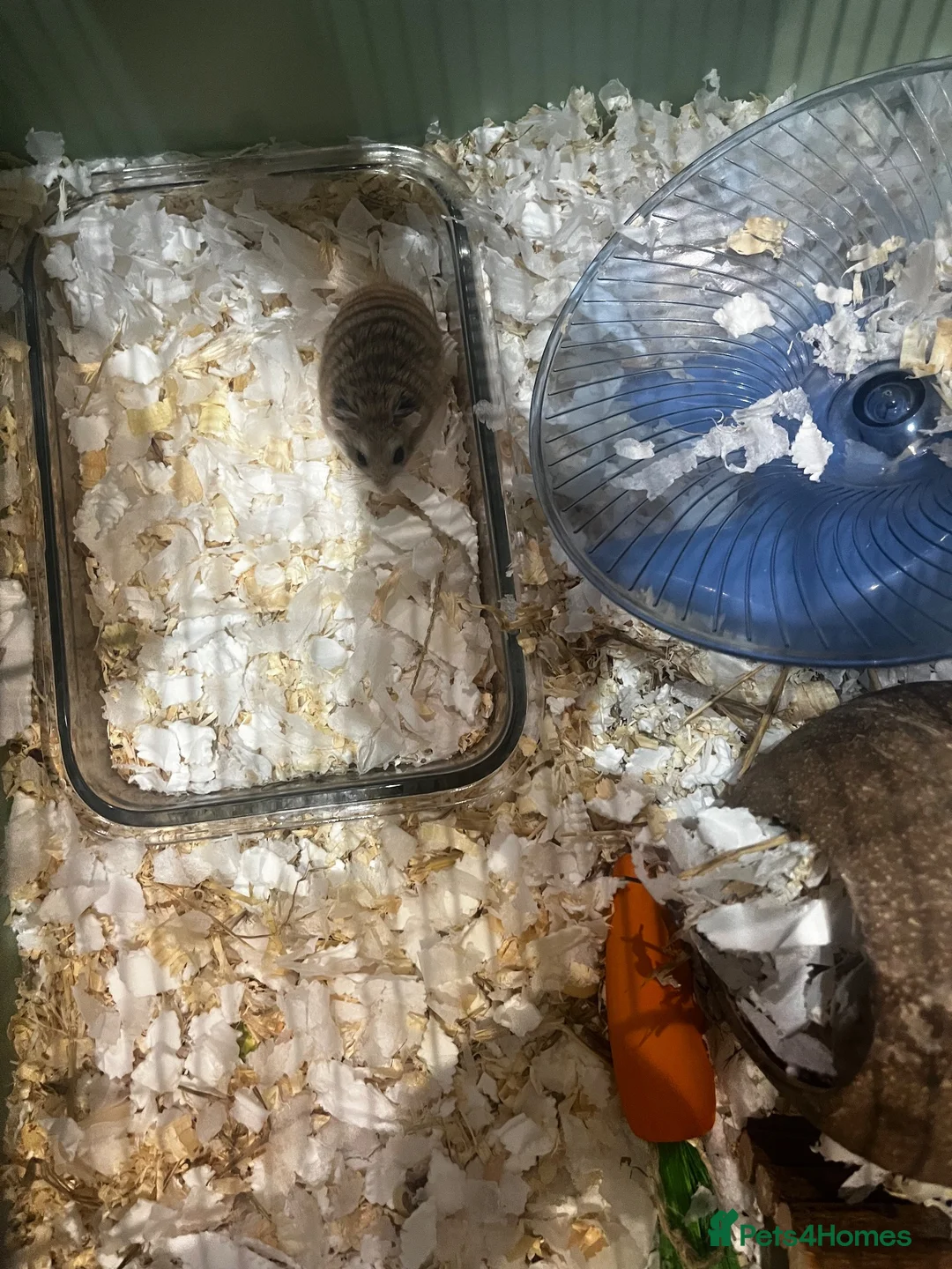 Hamster rodents for sale: Roborovski hamster  in Huddersfield - Advert 1