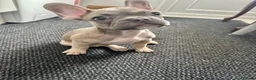 French Bulldog dogs for sale: 3 French bulldog puppies ready to find their home  - Advert 11