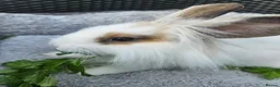 Lionhead rabbits for sale: Gorgeous lion lops - Advert 3