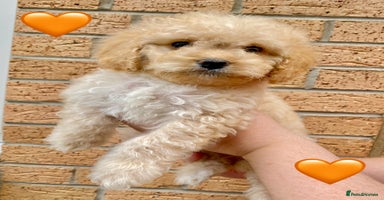 Cavapoo dogs - Advert 6