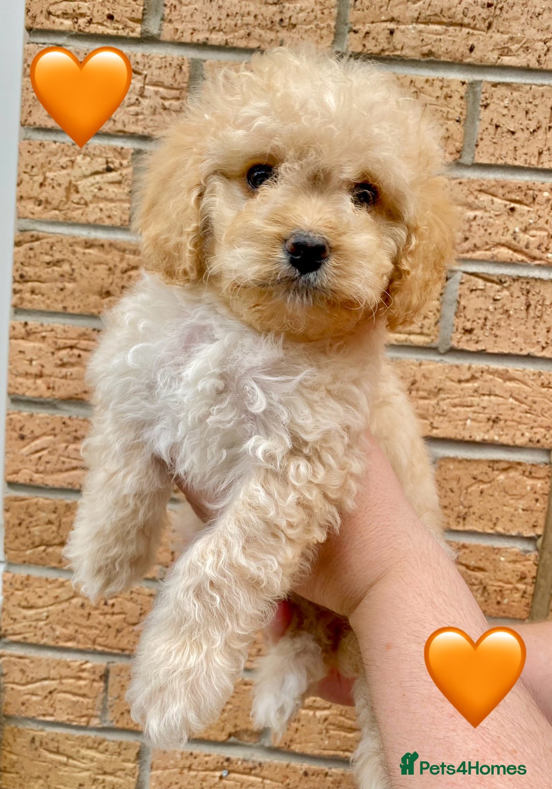 Cavapoo dogs for sale: 💖 Top Quality F1B Cavapoo Puppies DNA TESTED 💖 - Image 5