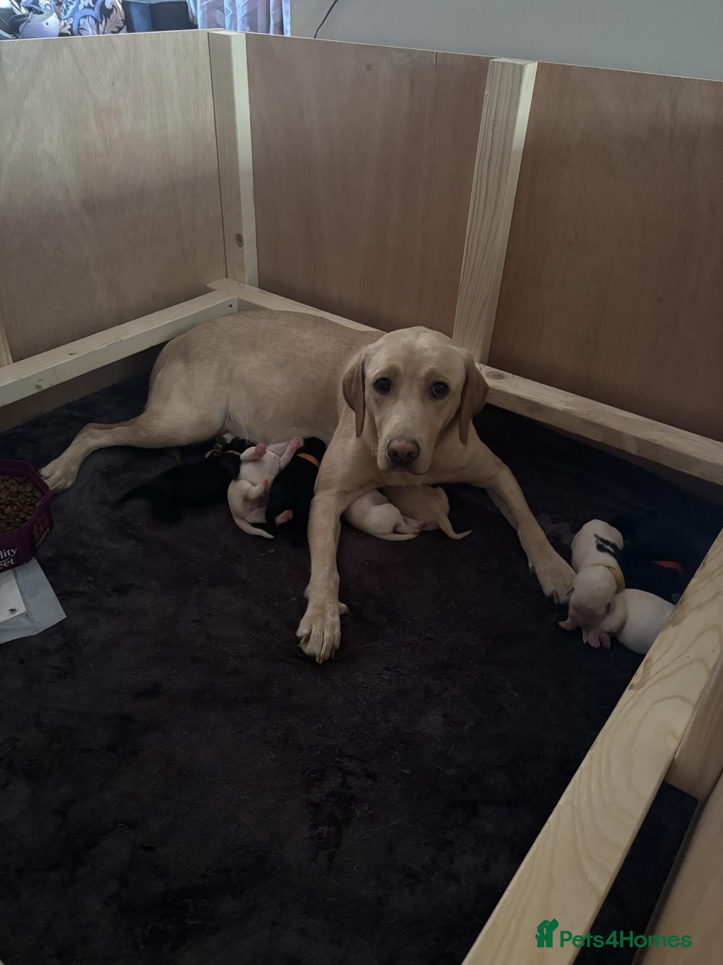 Labrador Retriever dogs Labrador Puppies Black & Tan/Yellow Family Raised - Advert 1