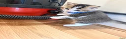 British Longhair cats for sale: Ready to leave kittens  - Advert 8
