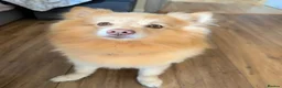 Pomeranian dogs for stud: bluebell  - Advert 7