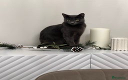 Mixed Breed cats for sale: Russian blue&British shorthair kittens  - Image 12