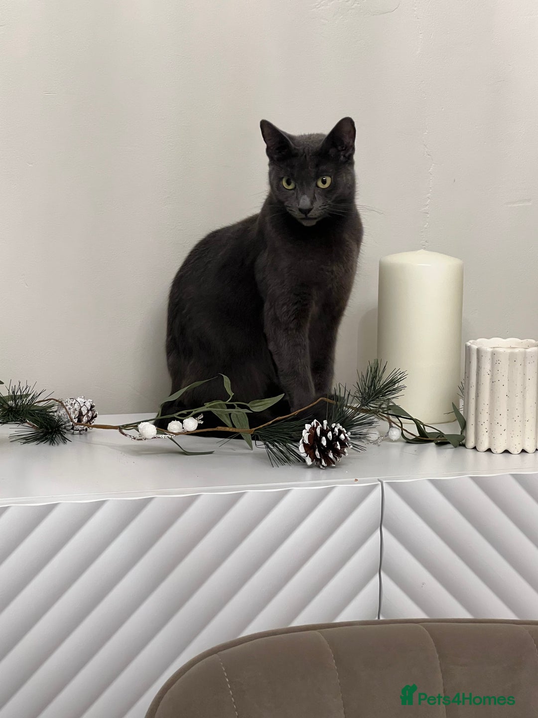 Mixed Breed cats for sale: Russian blue&British shorthair kittens  - Image 12