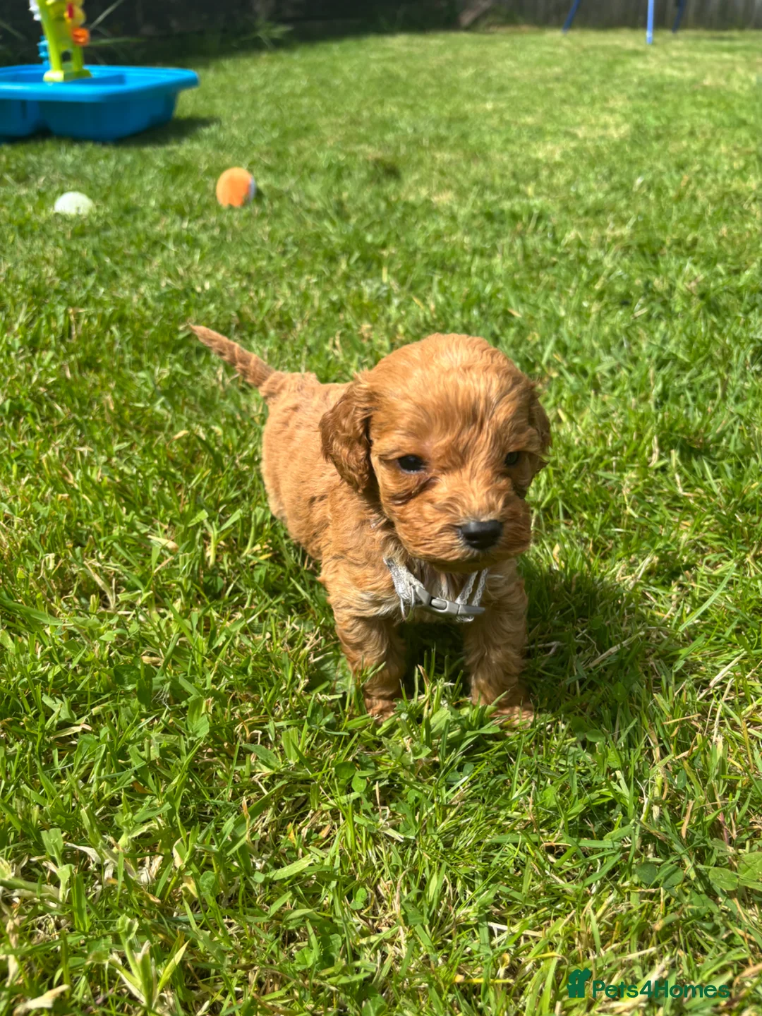 Cockapoo dogs for sale: Beautiful F1 cockerpoo puppies  - Advert 16