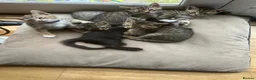 Mixed Breed cats for sale: 5 beautiful kittens  - Advert 7
