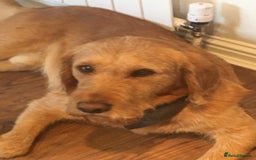 Labradoodle dogs for stud: Clyde-F1 Labradoodle  - Image 10
