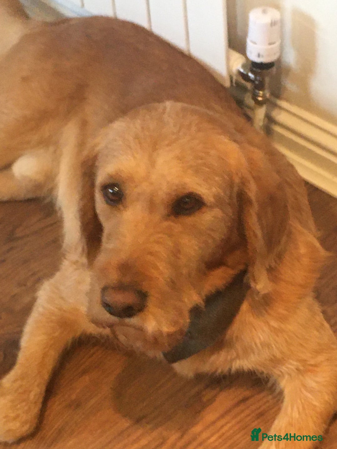 Labradoodle dogs for stud: Clyde-F1 Labradoodle  - Image 10