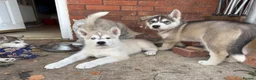 Utonagan dogs for sale: READY TO LEAVE. 3 stunning husky/malamute puppies - Advert 22