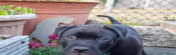 Mixed Breed dogs for sale: American bulldog cross dogue de bordeaux  - Advert 3
