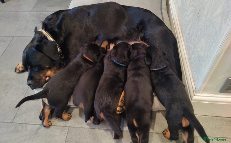 Rottweiler dogs - Advert 1