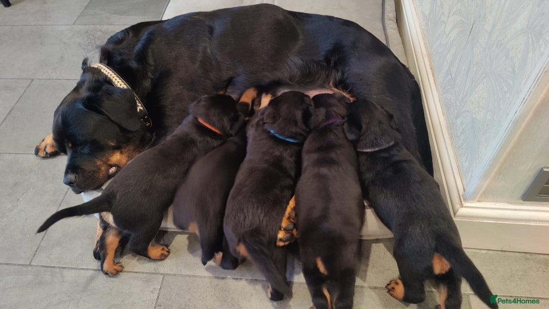 Rottweiler dogs for sale: Stunning Rottweiler Puppies - Image 1