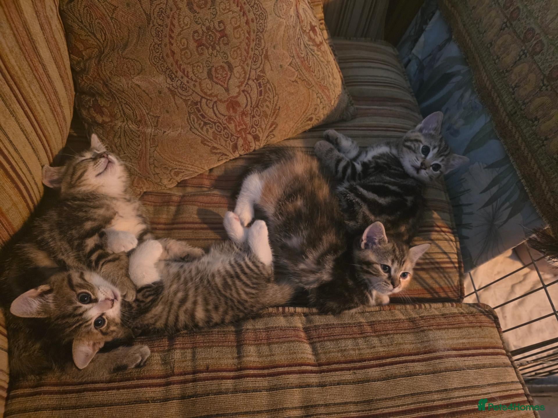 British Shorthair cats Gorgeous Golden Tabby BSH READY FOR HALF TERM - Advert 2