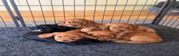 Cocker Spaniel dogs for sale: Litter of 6 Gorgeous Shwocker Pups - Advert 11
