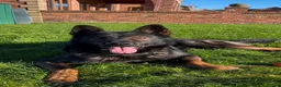 German Shepherd dogs for sale: KC Czech working line German shepherd puppies  - Advert 12