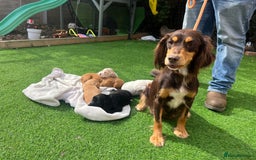 Cocker Spaniel dogs for sale: 4 LOVELY COCKER SPANIELS--10 WKS - Image 1