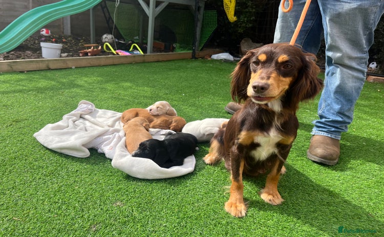 Cocker Spaniel dogs for sale - Advert 1