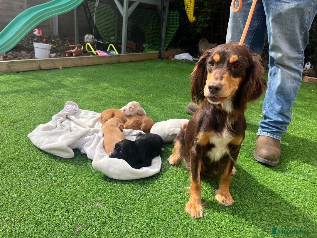 Cocker Spaniel dogs for sale: 4 LOVELY COCKER SPANIELS--10 WKS - Image 1