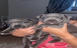 Staffordshire Bull Terrier dogs for sale: 🔥7 BLUE STAFFORDSHIRE BULL TERRIER PUPS REDUCED‼️ - Image 11