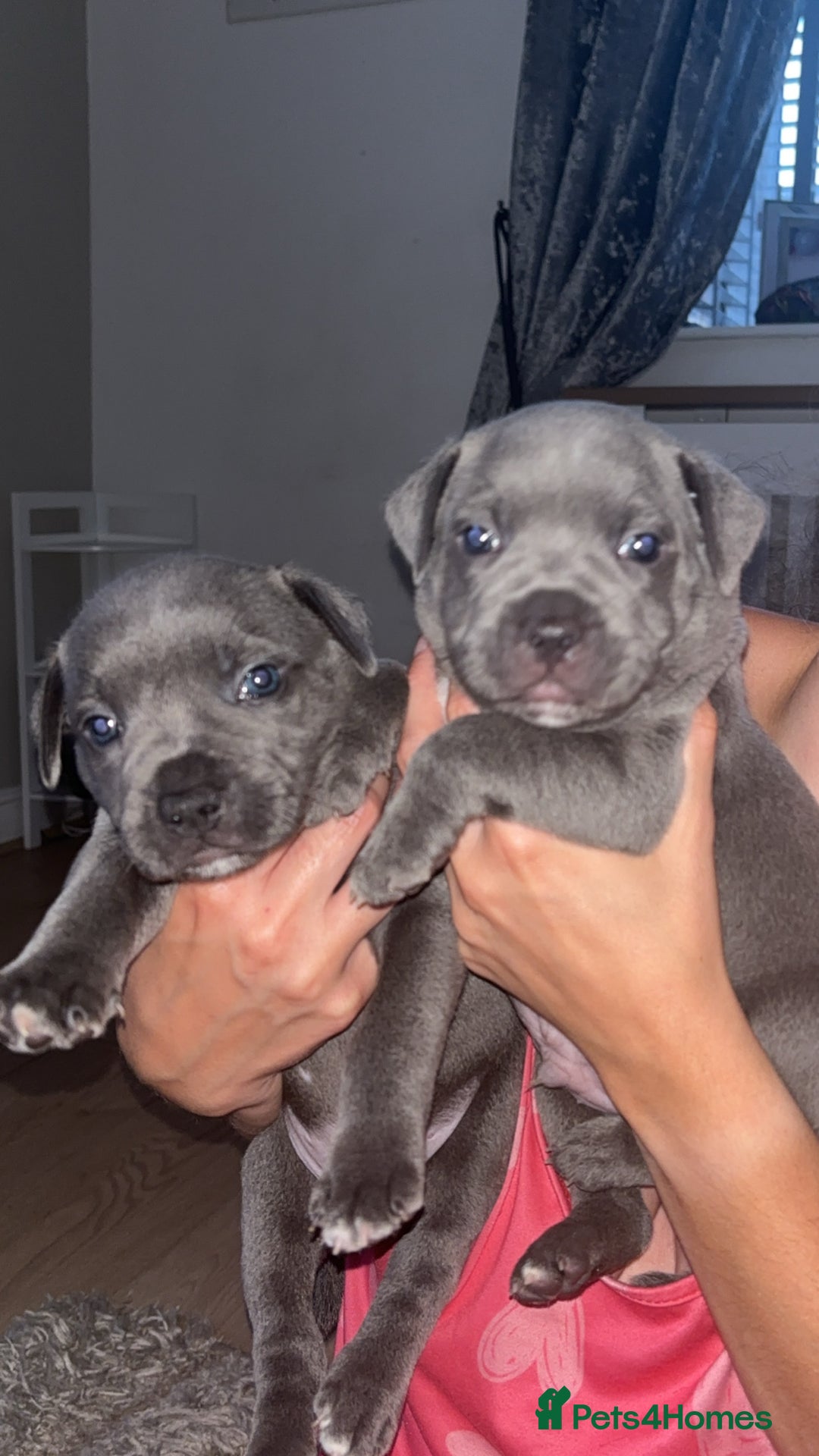 Staffordshire Bull Terrier dogs for sale: 🔥7 BLUE STAFFORDSHIRE BULL TERRIER PUPS REDUCED‼️ - Image 11