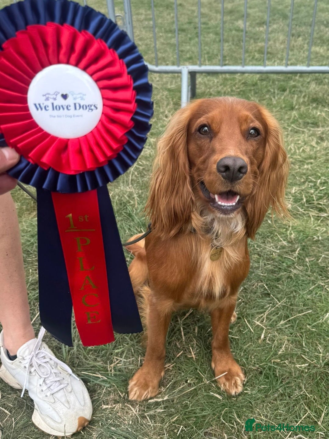 Cocker Spaniel dogs for sale: Working Cocker Spaniel Puppies - Advert 13