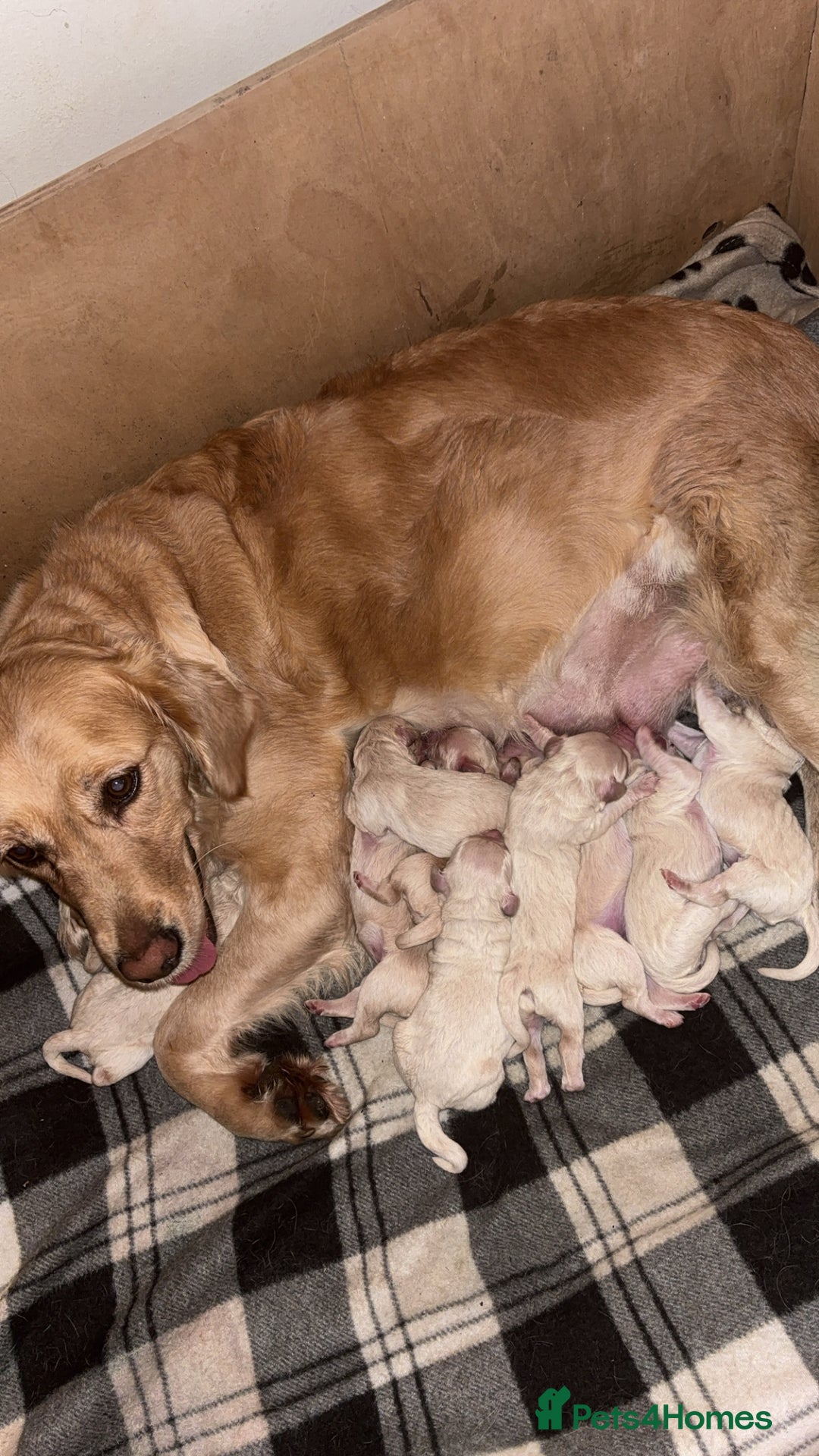 Mini Goldendoodle dogs for sale: 10 beautiful Miniature F1 GoldenDoodle puppies - Advert 29