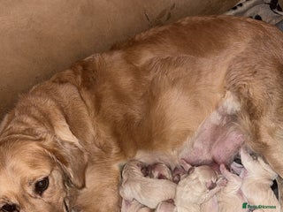 Mini Goldendoodle dogs - Advert 2