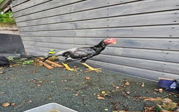 Chickens poultry for sale: Shamo Brazilian stag 5 months and Turkish hints - Image 3