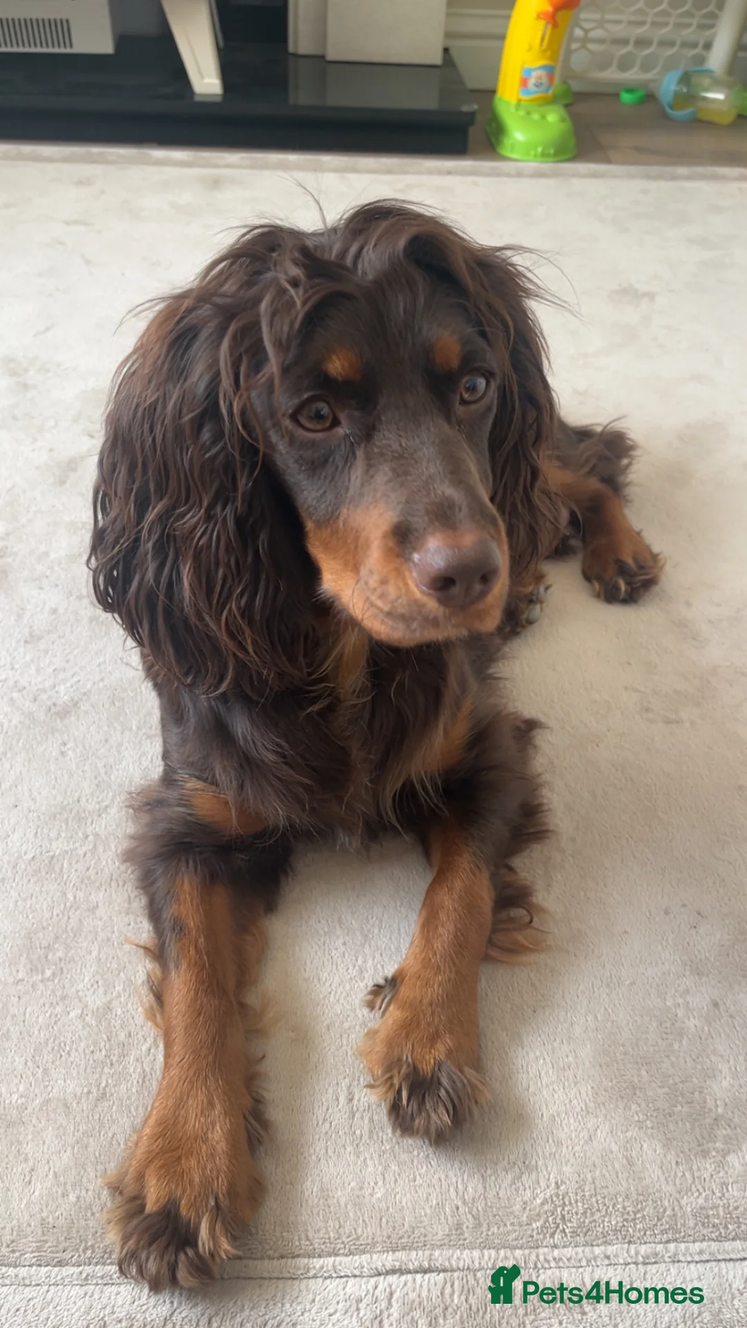 Cockapoo dogs for sale: Cockerpoo - Advert 2