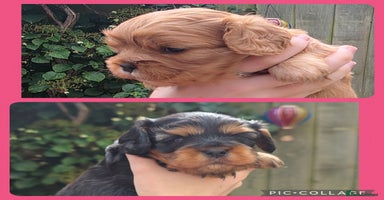 Cavalier King Charles Spaniel dogs - Advert 15