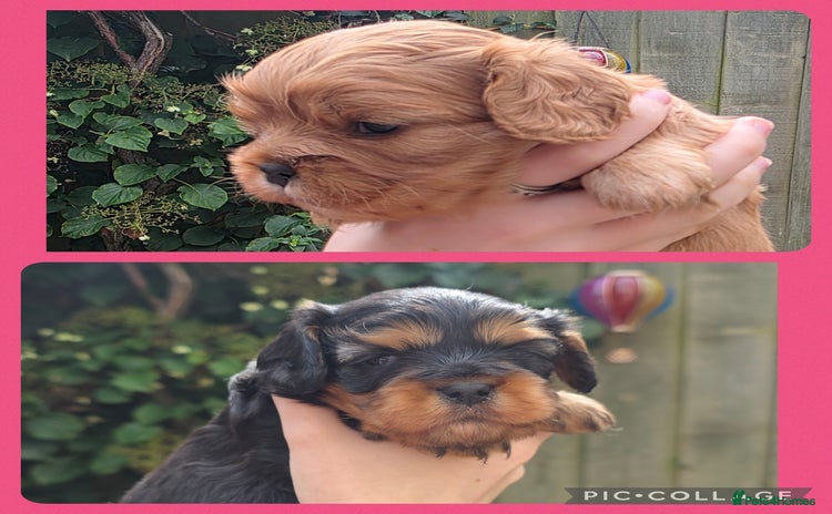 Cavalier King Charles Spaniel dogs - Advert 5