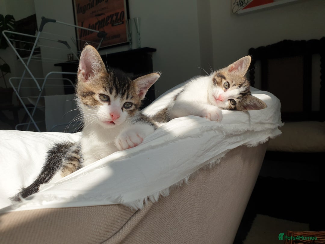 Burmese cats for sale: Burmese X Calico kittens - Image 6