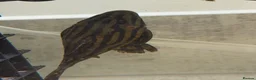 Plecos fish for sale: L027C Royal Thunder aka Golden line panaque  - Advert 9