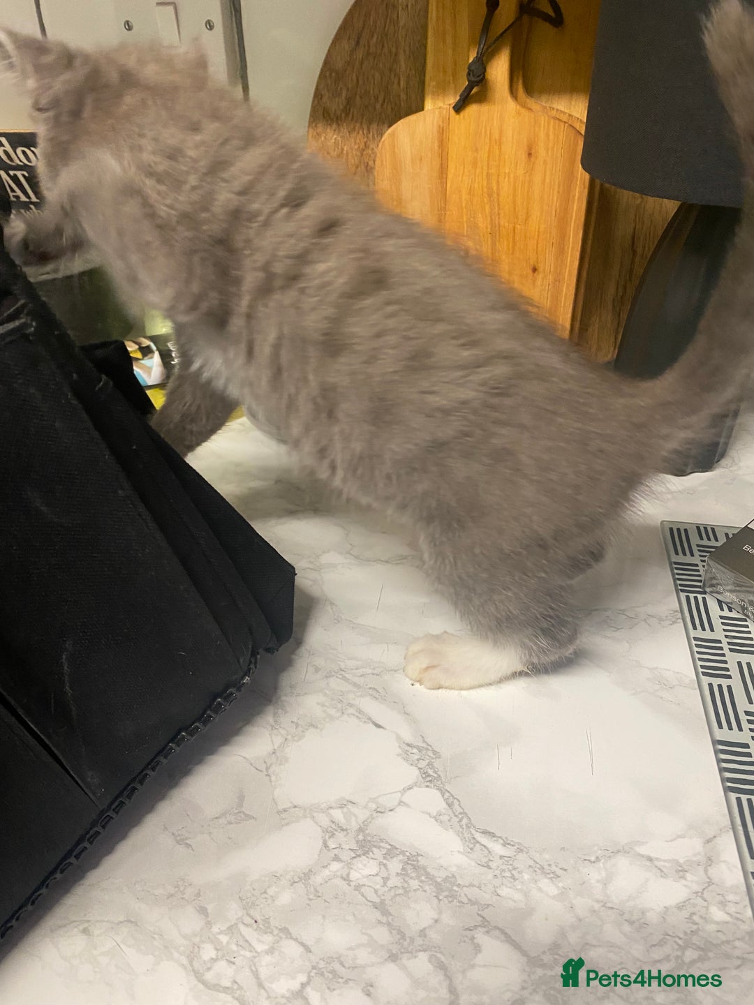 Domestic Shorthair cats for sale: Beautiful grey kittens - Image 13
