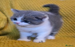 British Shorthair cats for sale: ONE GIRL LEFT GCCF reg BSH kittens - Image 25