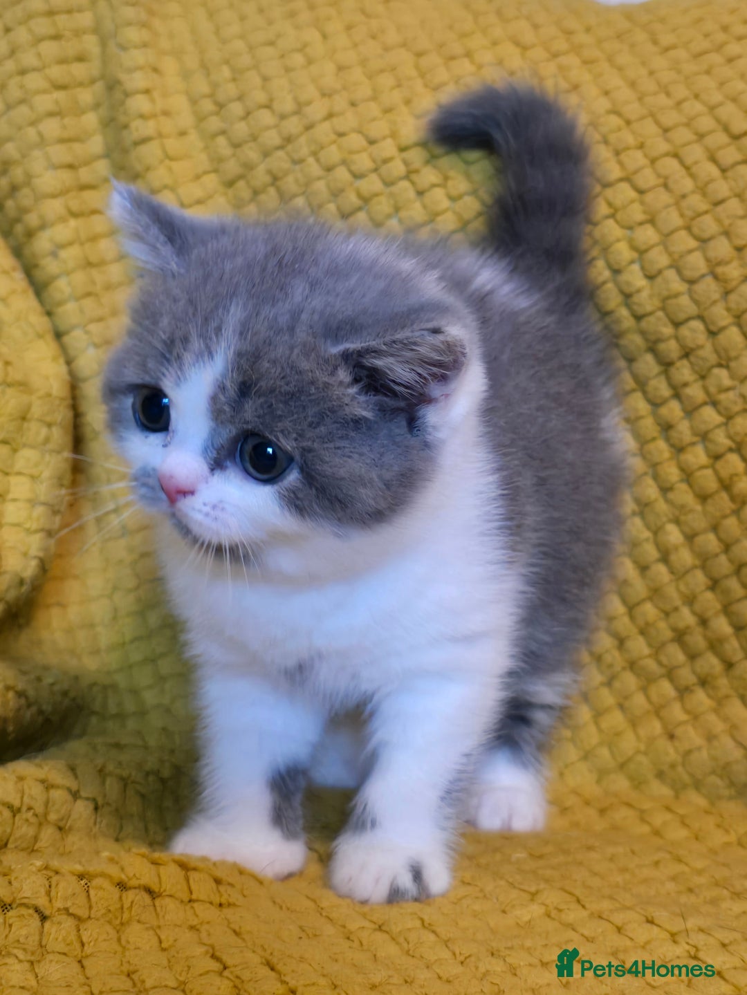 British Shorthair cats for sale: ONE GIRL LEFT GCCF reg BSH kittens - Image 25
