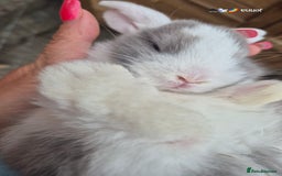 English Lop rabbits for sale: Beautiful dark grey split lop buck and liac doe - Image 8