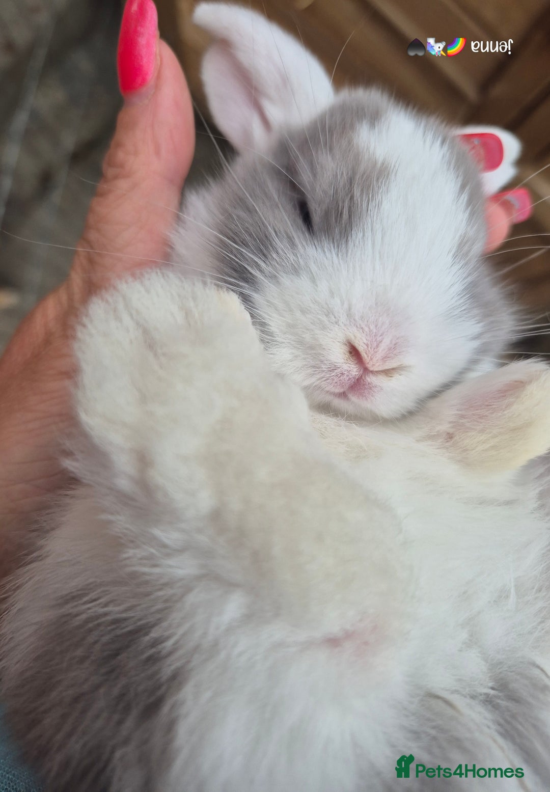 English Lop rabbits for sale: Beautiful dark grey split lop buck and liac doe - Image 8