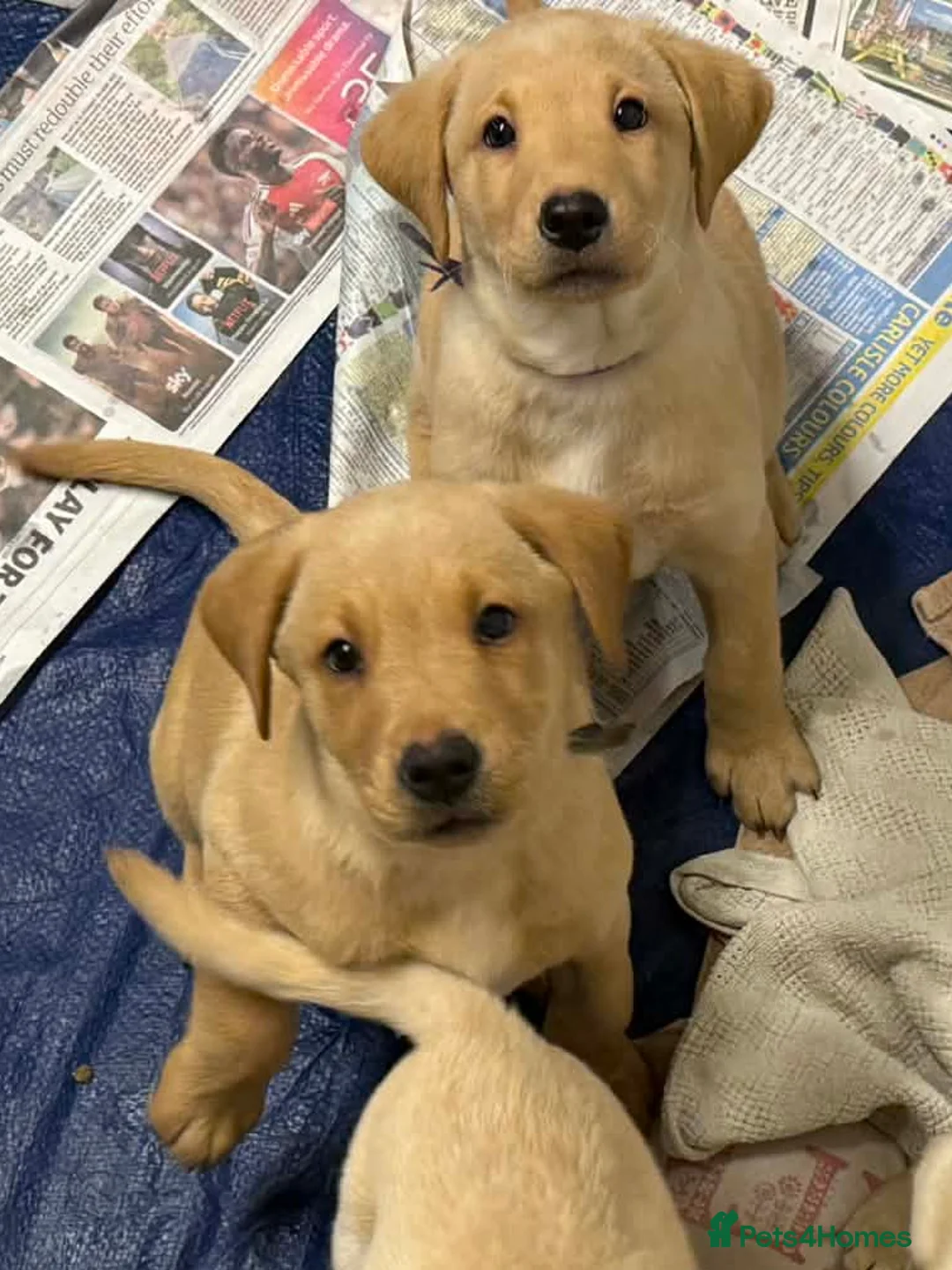 Labrador Retriever dogs for sale: Pure bred labrador puppies - Advert 6