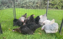 Chickens poultry for sale: Pekins - Image 5