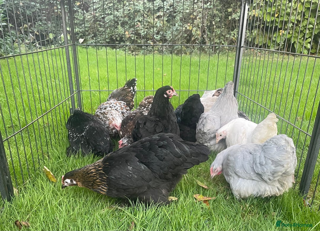 Chickens poultry for sale: Pekins - Image 5