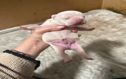 French Bulldog dogs for sale: French bull dog puppies looking for forever homes  - Advert 11