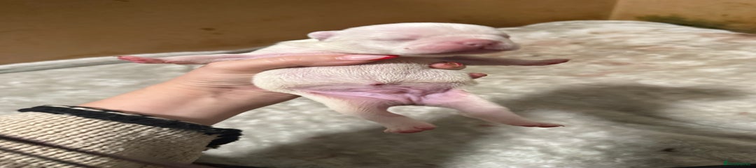 French Bulldog Puppy 1