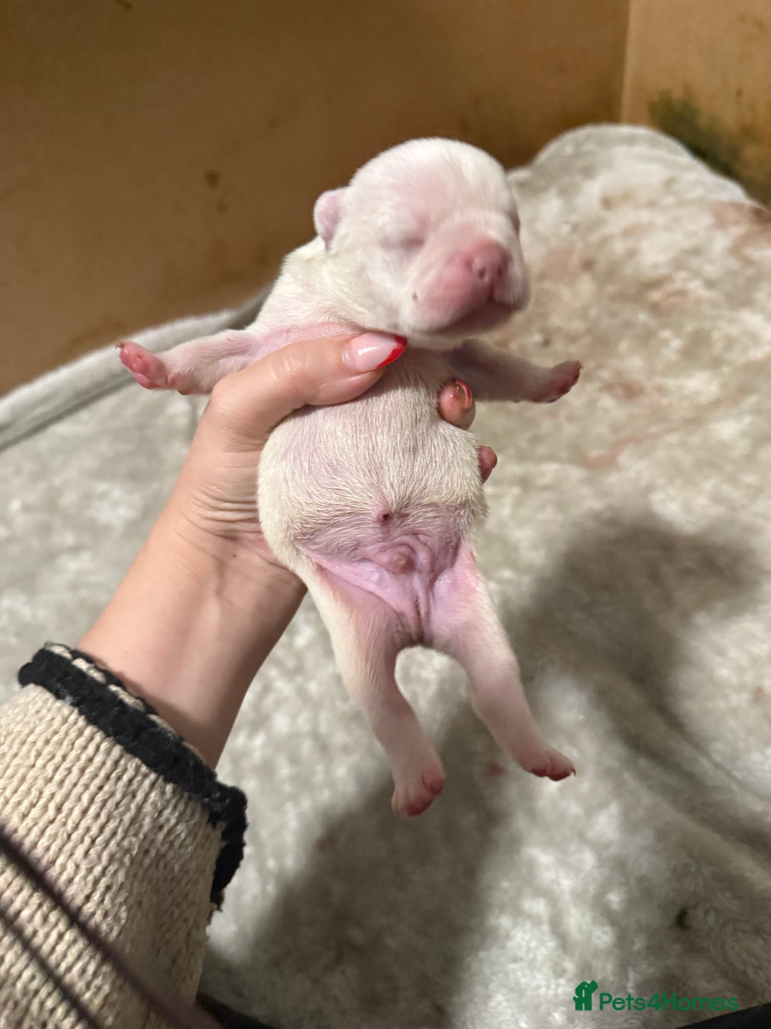 French Bulldog dogs for sale: French bull dog puppies looking for forever homes  - Advert 11