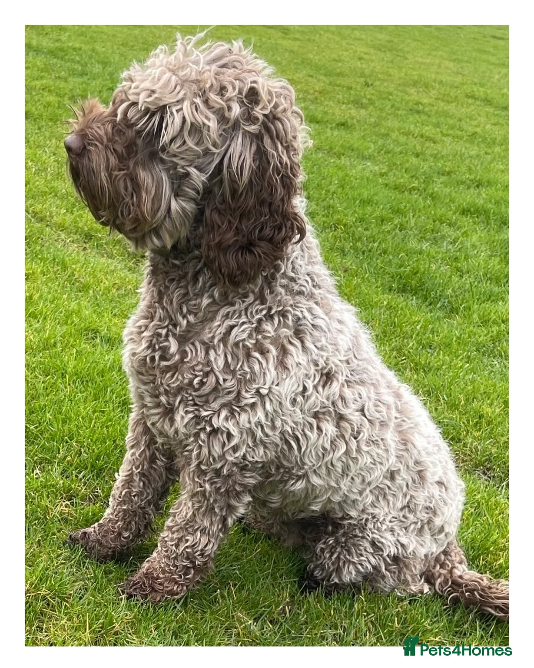 Australian Labradoodle dogs for sale: Five Australian Labradoodle puppies - Advert 14